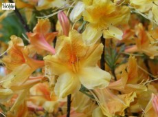 Rhododendron mollis 'Christopher Wren'