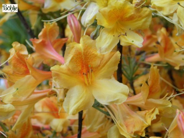 Rhododendron mollis 'Christopher Wren'