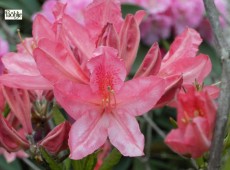 Rhododendron mollis x sinensis Rosa