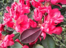 Rhododendron neriiflorum 'Burletta'