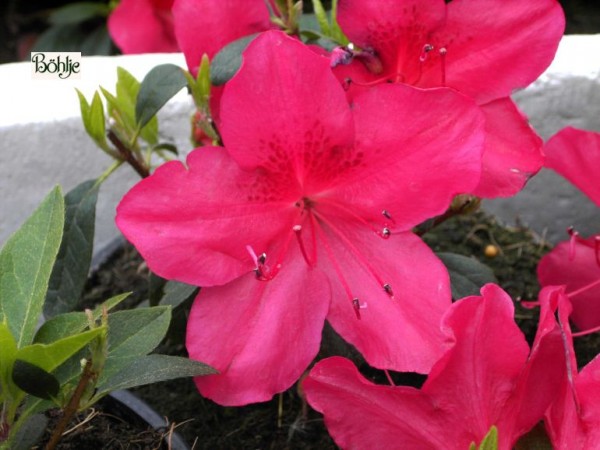 Rhododendron obtusum 'Arabesk'