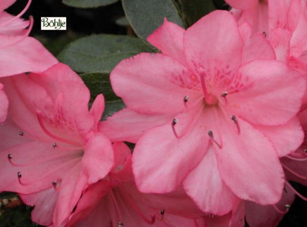 Rhododendron obtusum 'Blaauws Pink'