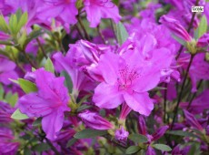 Rhododendron obtusum 'Blaue Donau' / 'Blue Danube'