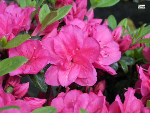 Rhododendron obtusum 'Canzonetta'