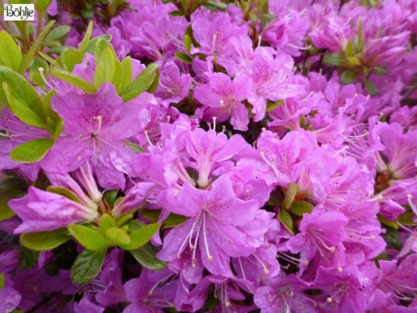 Rhododendron obtusum 'Diamant Enzianblau'