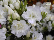 Rhododendron obtusum 'Eisprinzessin' (R)
