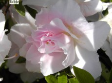 Rhododendron obtusum 'Eliza Hyatt'