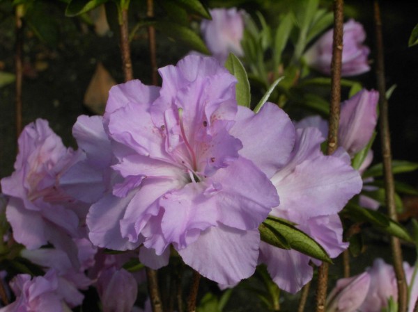 Rhododendron obtusum 'Elsie Lee'