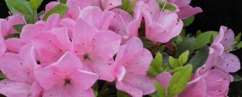 Rhododendron obtusum (japanische Azalee)