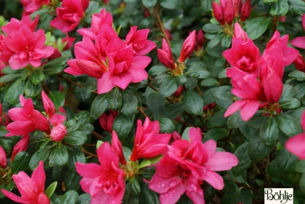 Rhododendron obtusum 'Fridoline' 