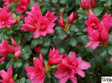 Rhododendron obtusum 'Fridoline' 