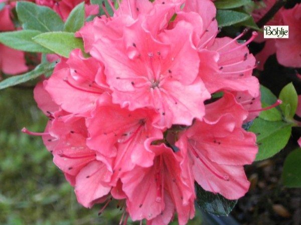 Rhododendron obtusum 'Satschiko' ('Geisha Orange')