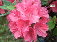 Rhododendron obtusum 'Satschiko' ('Geisha Orange')