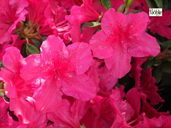 Rhododendron obtusum 'Georg Arends'