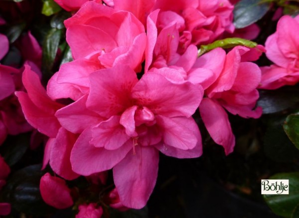 Rhododendron obtusum 'Gislinde'