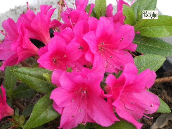 Rhododendron obtusum 'Hatsugiri Rot'