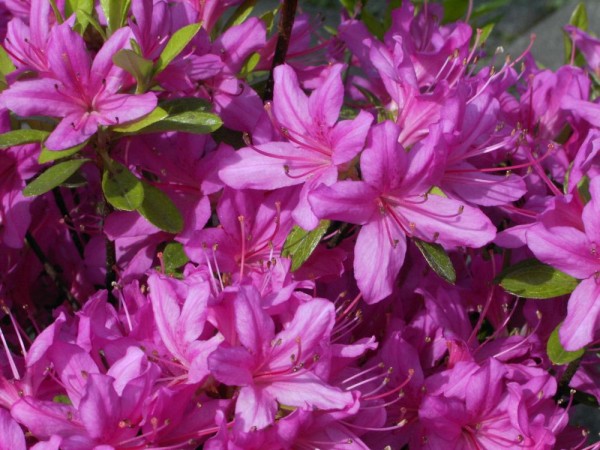 Rhododendron obtusum 'Hatsugiri'