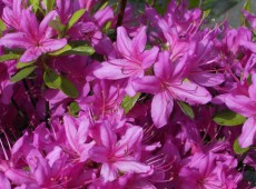 Rhododendron obtusum 'Hatsugiri'