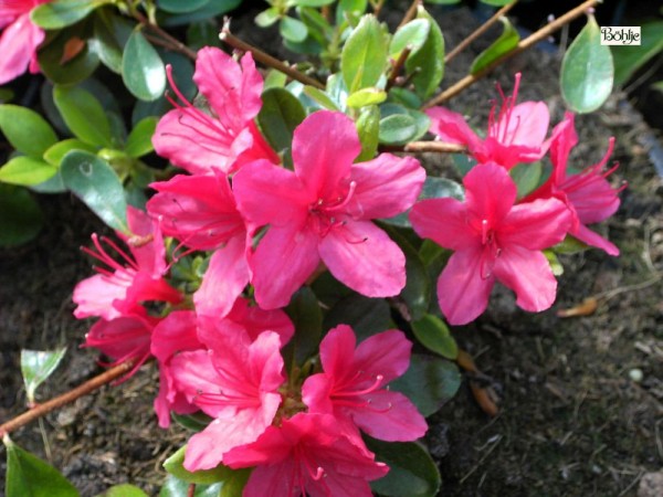 Rhododendron obtusum 'Hino crimson'