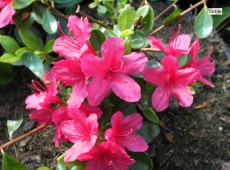 Rhododendron obtusum 'Hino crimson'