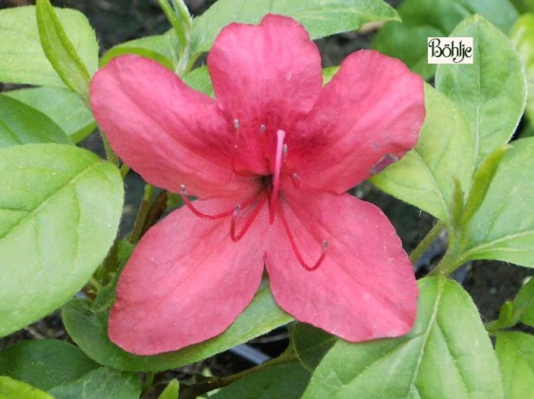 Rhododendron obtusum 'John Cairns'