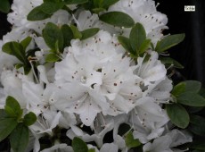 Rhododendron obtusum 'Kermesina Alba'