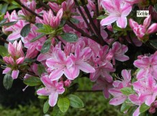 Rhododendron obtusum 'Kermesina Rose'