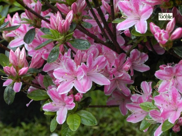 Rhododendron obtusum 'Kermesina Rose'