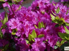 Rhododendron obtusum 'Königstein'