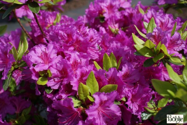 Rhododendron obtusum 'Königstein'