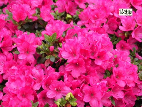 Rhododendron obtusum 'Labe'