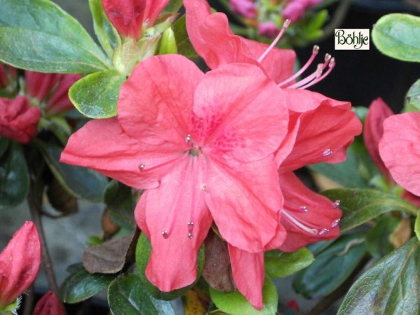 Rhododendron obtusum 'Lingese'