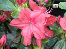 Rhododendron obtusum 'Lingese'