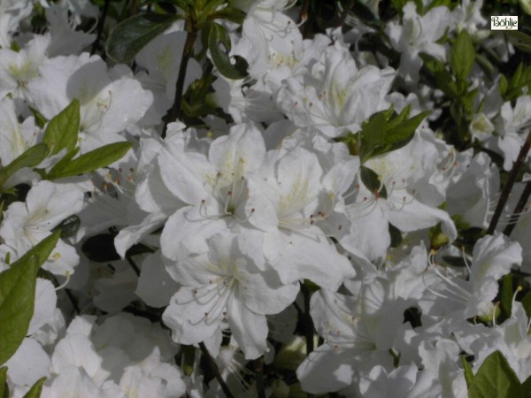 Rhododendron obtusum 'Luzi'