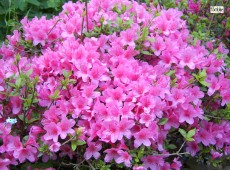 Rhododendron obtusum 'Madame Albert van Hecke'