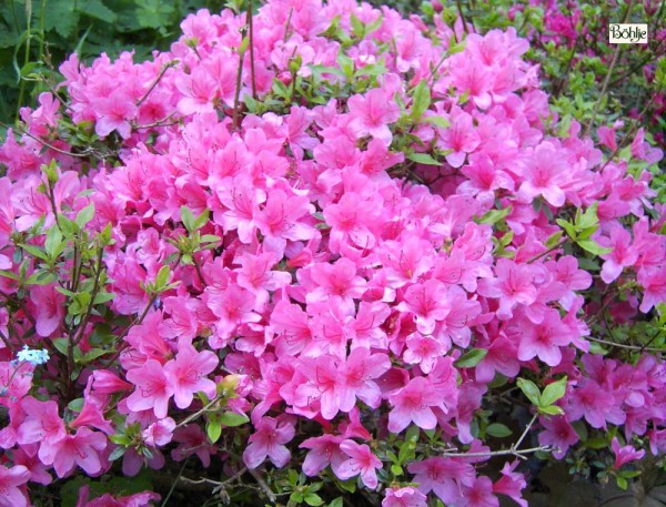 Rhododendron obtusum 'Madame Albert van Hecke'