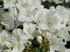 Rhododendron obtusum 'Maischnee' (R)