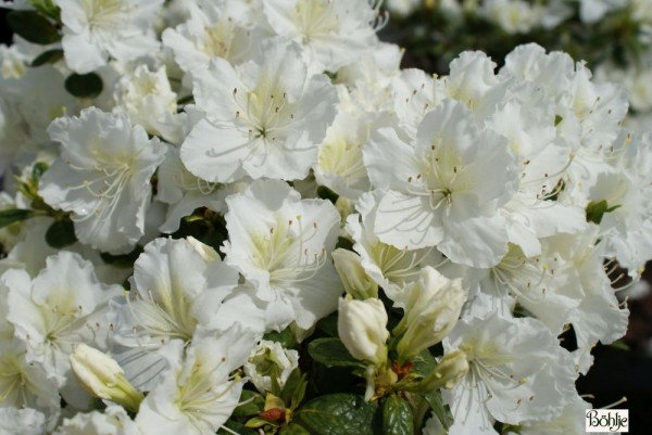 Rhododendron obtusum 'Maischnee' (R)