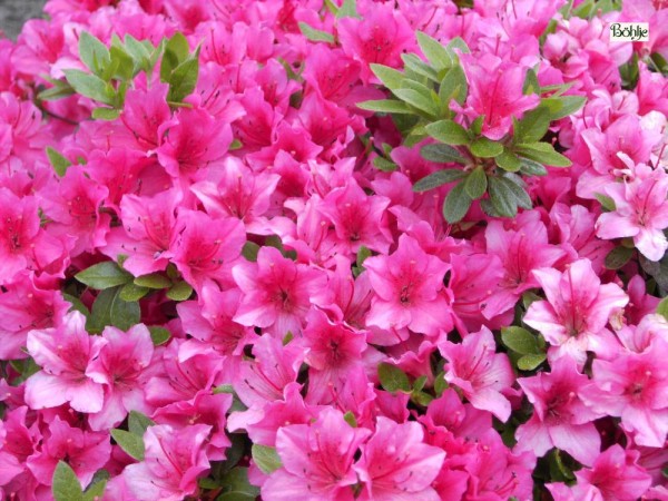 Rhododendron obtusum 'Michiko'