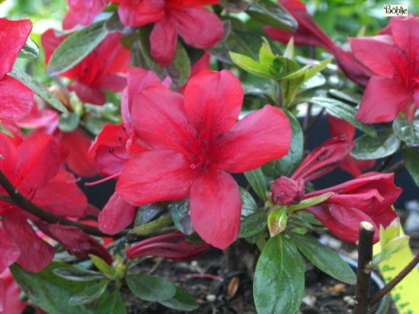 Rhododendron obtusum 'Midnight Flare'