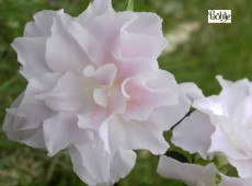 Rhododendron obtusum 'Mrs Nancy Dipple'