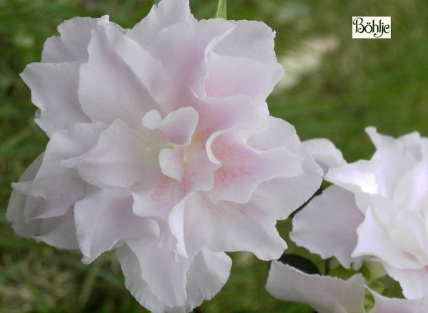 Rhododendron obtusum 'Mrs Nancy Dipple'