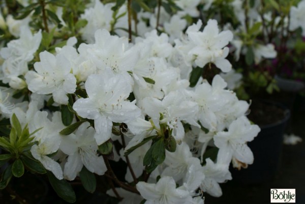 Rhododendron obtusum 'Palestrina'