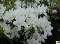 Rhododendron obtusum 'Palestrina'