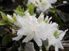 Rhododendron obtusum 'Patricia Barmold'