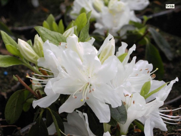 Rhododendron obtusum 'Patricia Barmold'