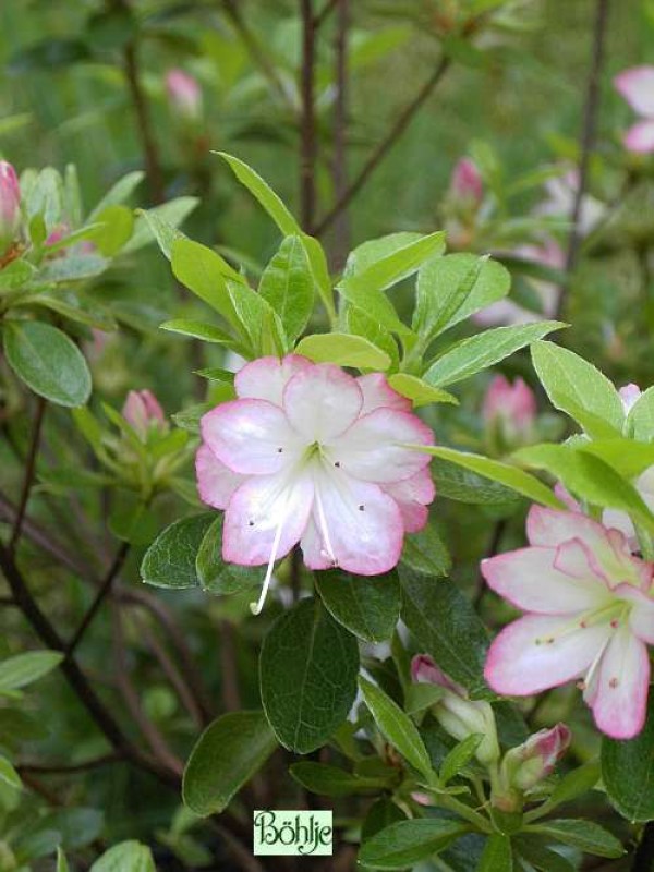 Rhododendron obtusum 'Roehr's Peggy Ann'