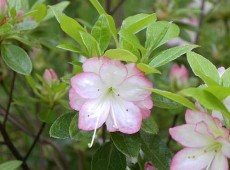 Rhododendron obtusum 'Roehr's Peggy Ann'