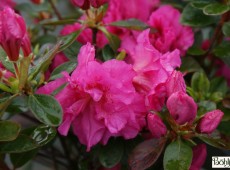 Rhododendron obtusum 'Petticoat' (R)