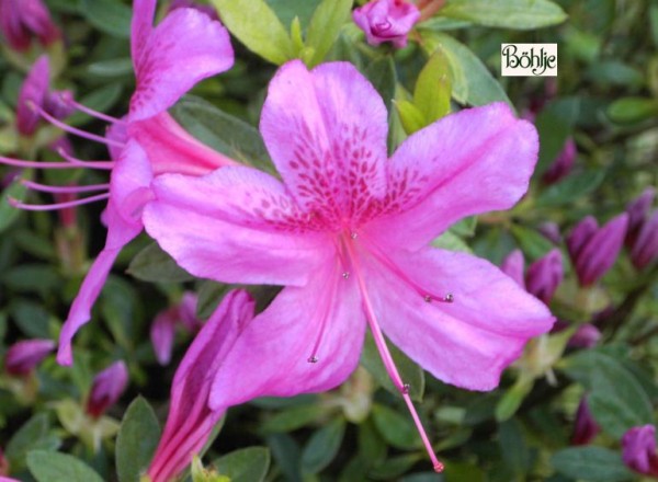 Rhododendron obtusum 'Purple Splendor'